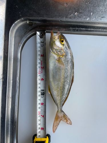 ショゴの釣果