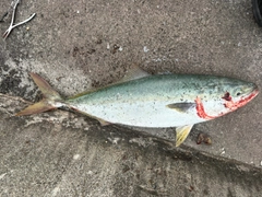 メジロの釣果