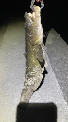 ナマズの釣果