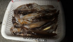 スルメイカの釣果