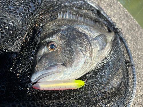 チヌの釣果