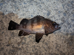 メバルの釣果