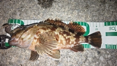 ガシラの釣果