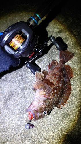 カサゴの釣果