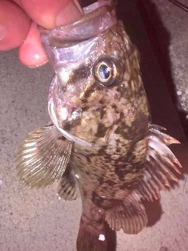 クロソイの釣果