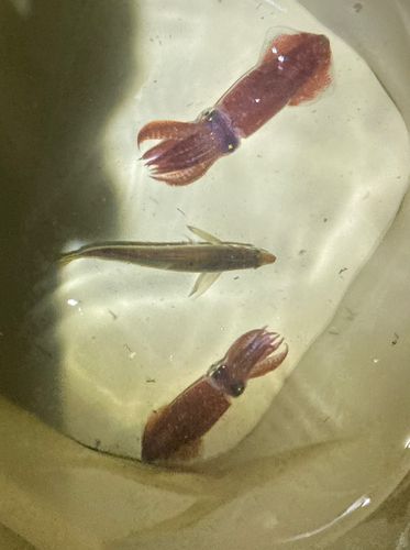 ヒイカの釣果