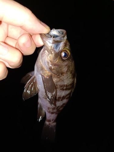 メバルの釣果