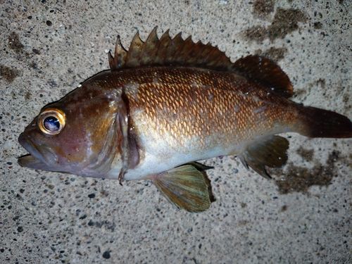 エゾメバルの釣果