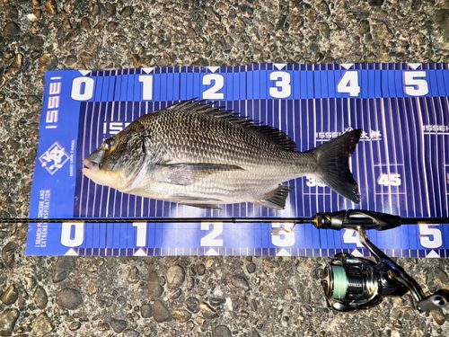 チヌの釣果