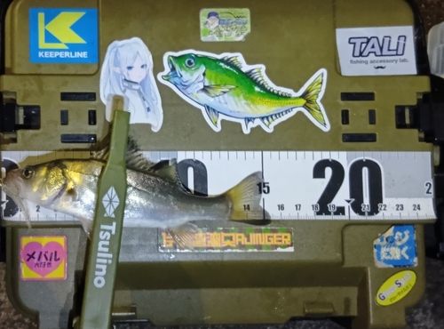 シーバスの釣果