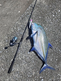 カスミアジの釣果