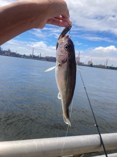 イシモチの釣果