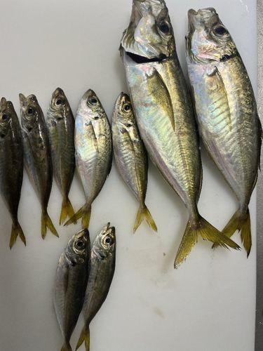 アジの釣果