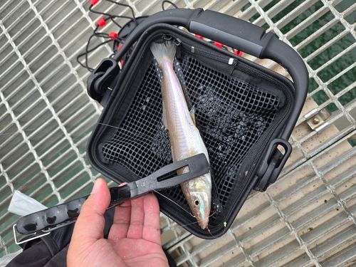 シロギスの釣果