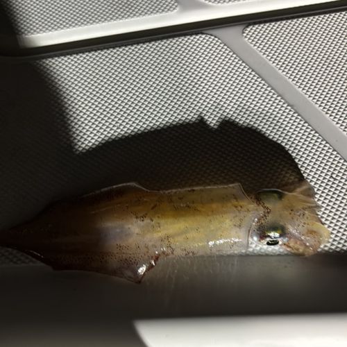 ケンサキイカの釣果