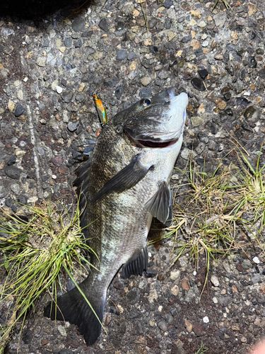 チヌの釣果