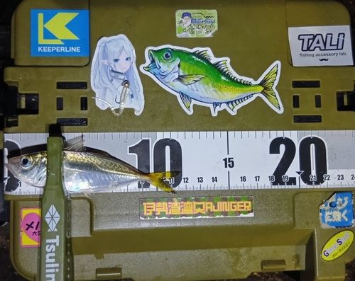 マアジの釣果