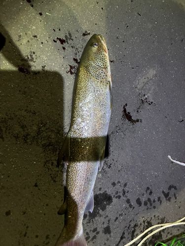 イトウの釣果