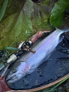 ニジマスの釣果