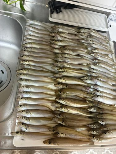 キスの釣果