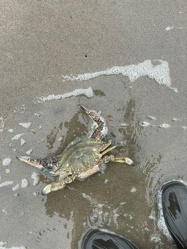 アカエイの釣果