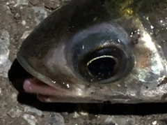 ボラの釣果