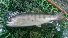 ヤマメの釣果