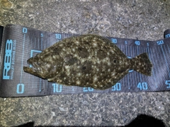 ヒラメの釣果