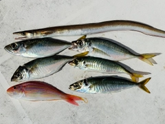 マアジの釣果