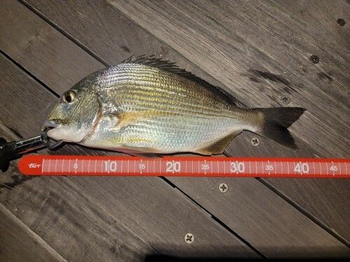 ヘダイの釣果