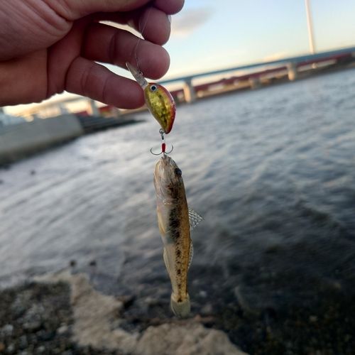 ハゼの釣果