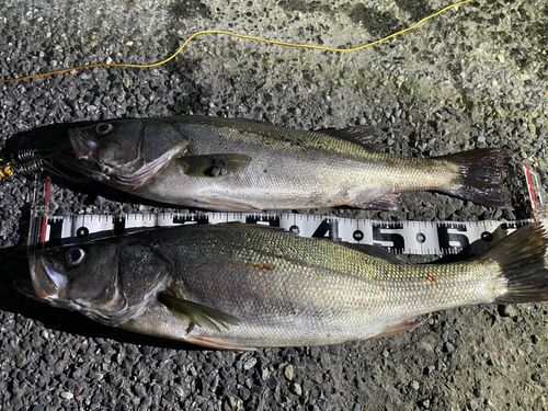 シーバスの釣果