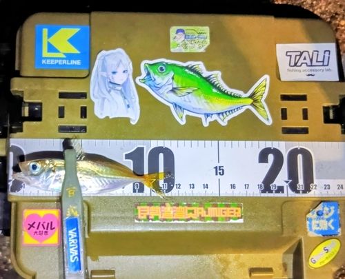 マアジの釣果