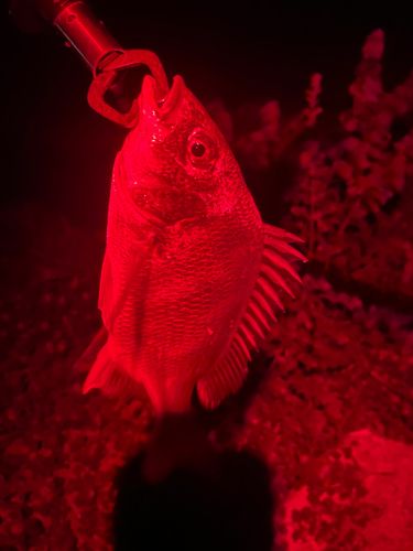 キビレの釣果