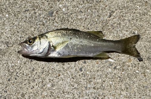 セイゴ（タイリクスズキ）の釣果