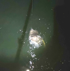 アカエイの釣果