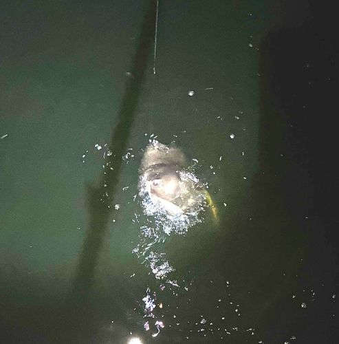 アカエイの釣果