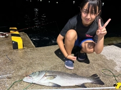 ヒラスズキの釣果