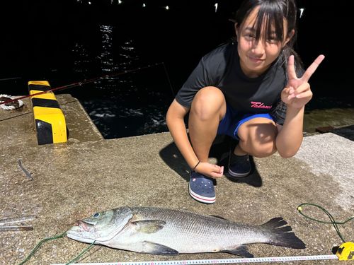 ヒラスズキの釣果