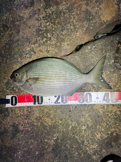 イスズミの釣果