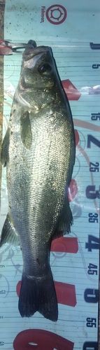 フッコ（ヒラスズキ）の釣果