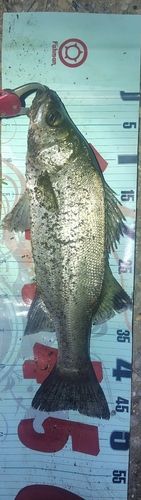 フッコ（ヒラスズキ）の釣果