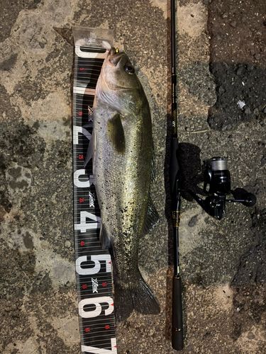 シーバスの釣果