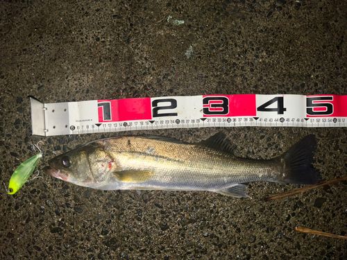 シーバスの釣果
