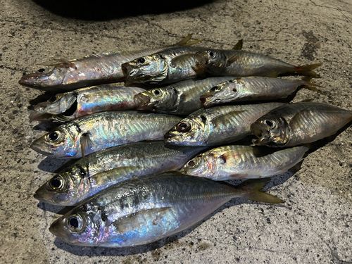 アジの釣果