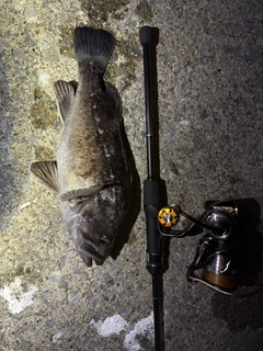 ソイの釣果