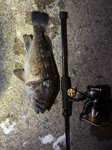 ソイの釣果