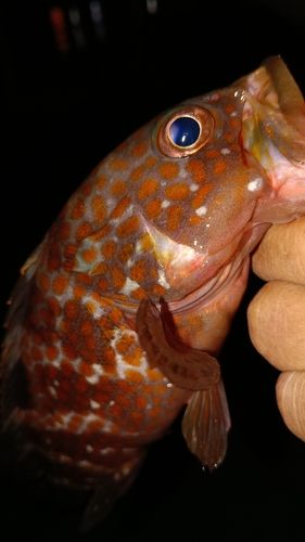 アコウの釣果