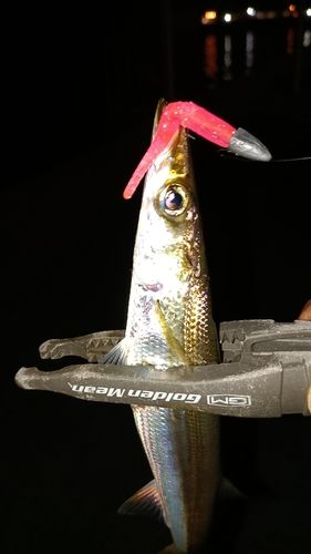 カマスの釣果