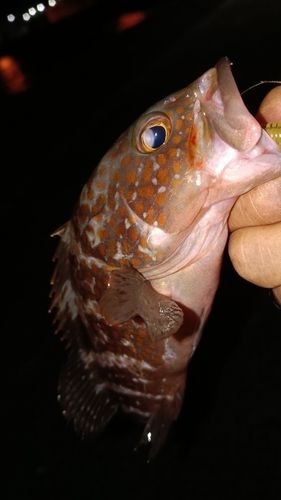 アコウの釣果